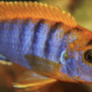 labidochromis hongi sweden hongi orange