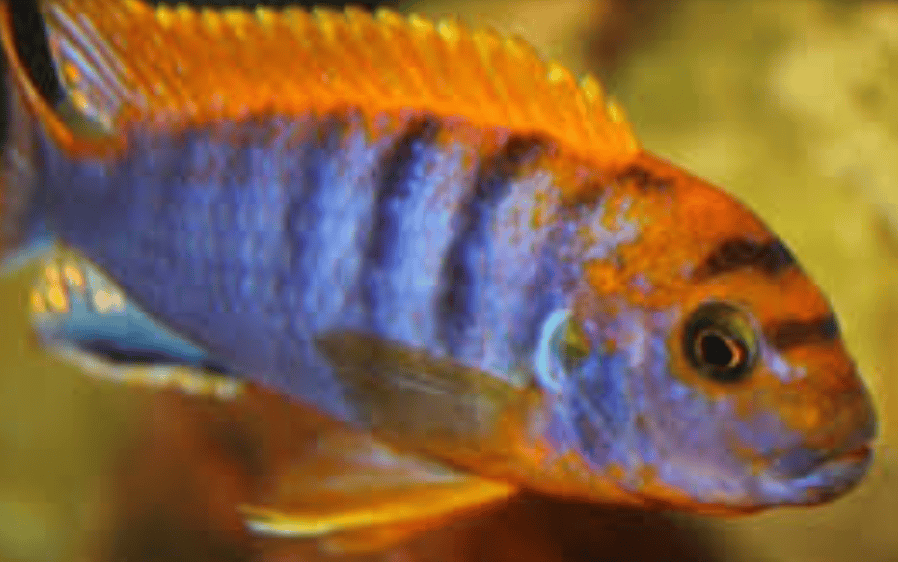 labidochromis hongi sweden hongi orange