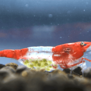 neocaridine riili red