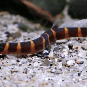 pangio kuhlii