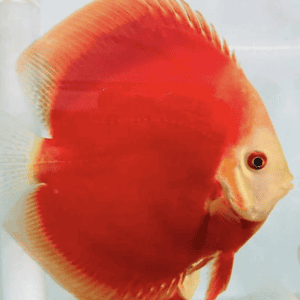 discus rosso