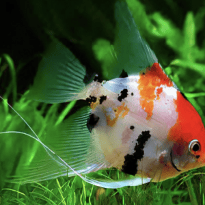 SCALARE KOI