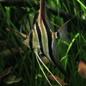 SCALARI - Pterophyllum scalare