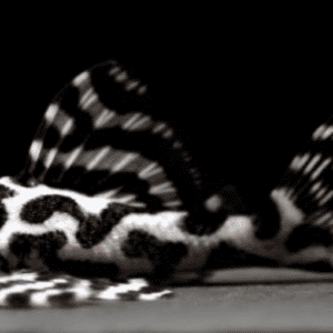 L236 BASIC HYPANCISTRUS