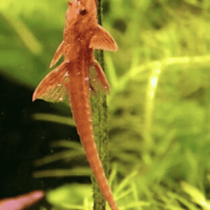 loricaria lanceolata red