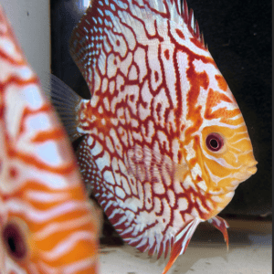 DISCUS JAGUAR