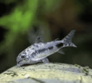 CORY HABROSUS