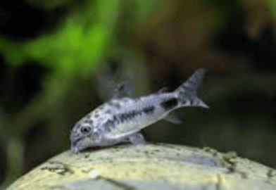 CORY HABROSUS