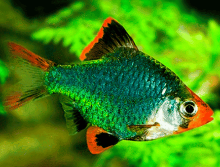 BARBUS GREEN