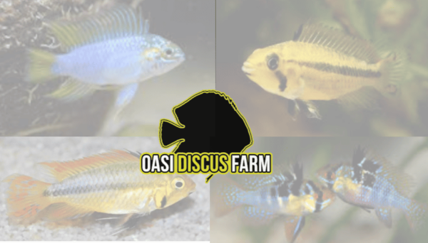 CICLIDI NANI OASI DISCUS