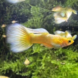GUPPY GOLD MASCHIO