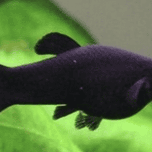 BLACK MOLLY