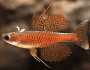 SPEUDOMUGIL PASKAI SP. RED