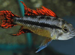 APISTOGRAMMA DOUBLE RED