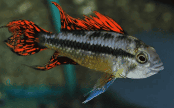 APISTOGRAMMA DOUBLE RED