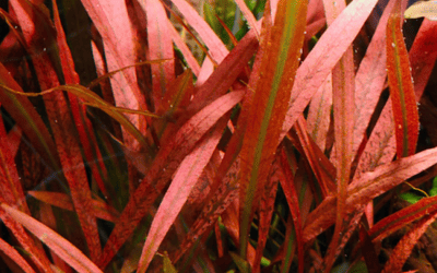 Un Tuffo di Natura nel Tuo Acquario:                                                      I Benefici Essenziali delle Piante Acquatiche