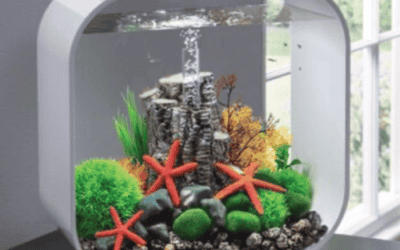 I Magici Benefici di un Acquario in Casa