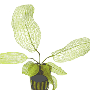 aponogeton madascariensis