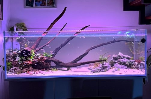 acquario extrachiaro