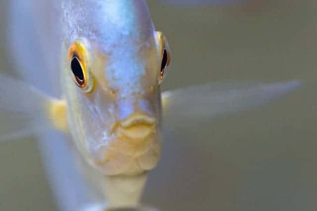 alimentazione discus