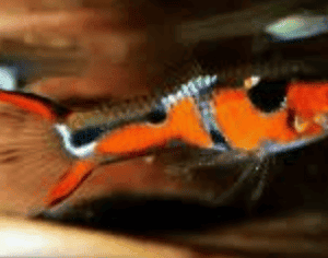 poecilia wingei campoma 28