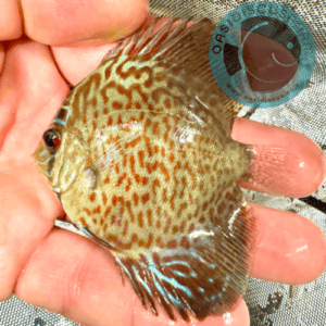 discus lopard