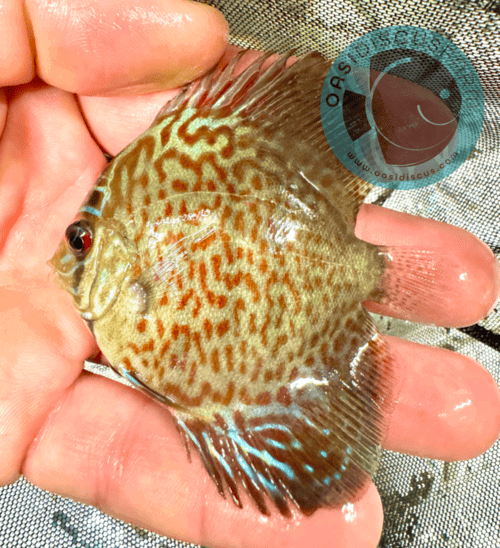 discus lopard