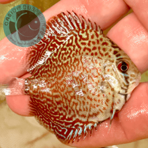 discus pantera