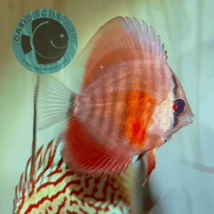 discus red rose