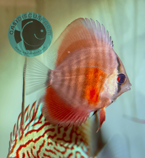 discus red rose