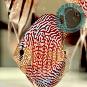 DISCUS – Symphysodon aequifasciatus –