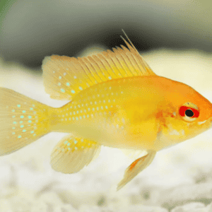 RAMIREZI GOLD-2