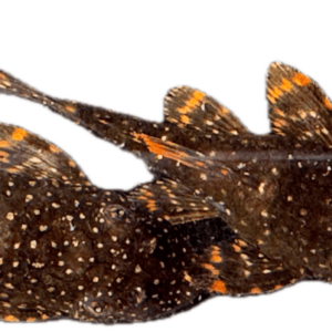 ancistruas Rio Ucayli