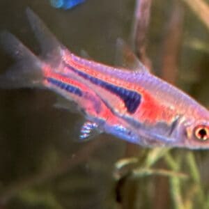 RASBORA ESPEI