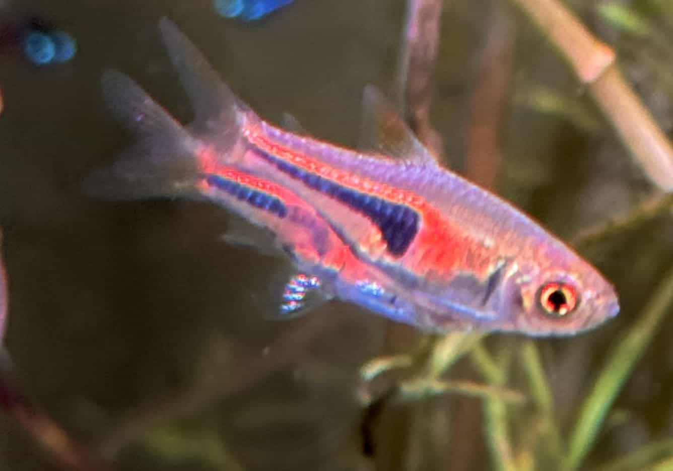 RASBORA ESPEI