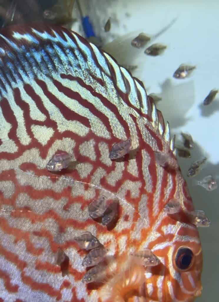 discus-allevameto-avanotti-riproduzione.jpg