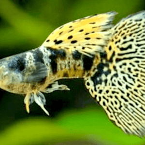 "GUPPY SHOW" KING TIGER YELLOW COBRA