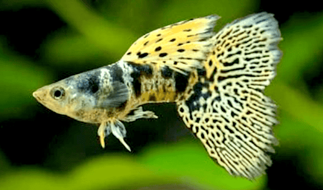 "GUPPY SHOW" KING TIGER YELLOW COBRA