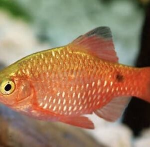 BARBUS CONCHONIUS RED
