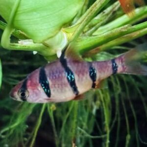 BARBUS PENTAZONA