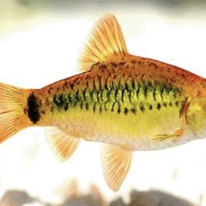 BARBUS SCHUBERTI GOLD