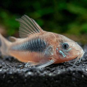 CORY AENEUS