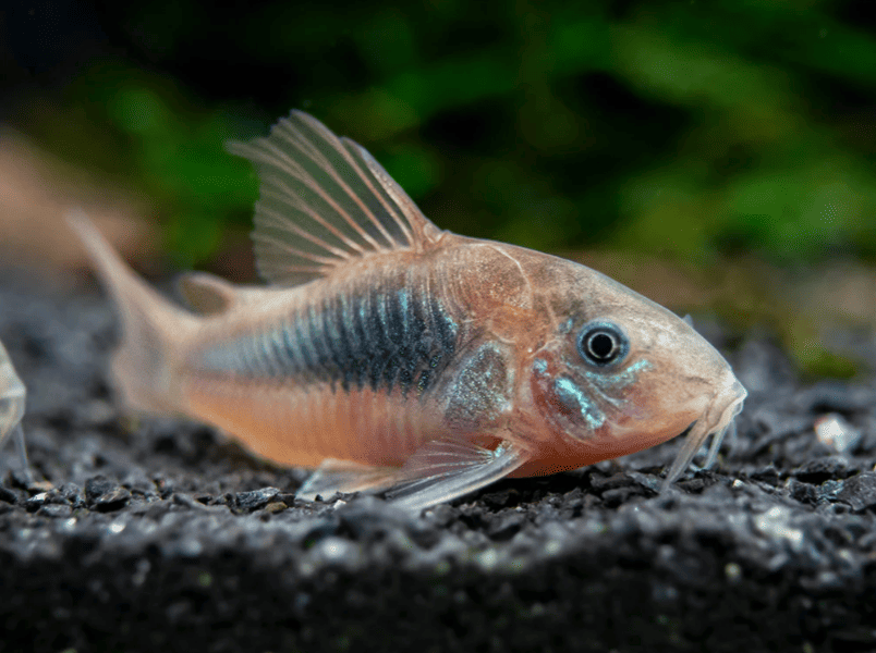 CORY AENEUS