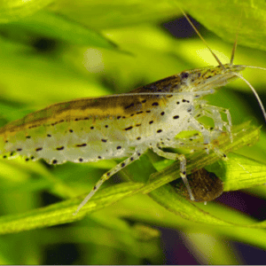 CARIDINA JAPONICA