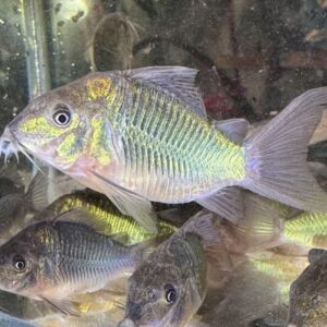 Corydoras brochis splendens