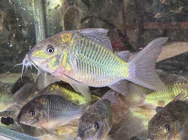 Corydoras brochis splendens