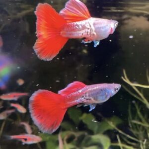 GUPPY SHOW RED METAL SNAKESKIN