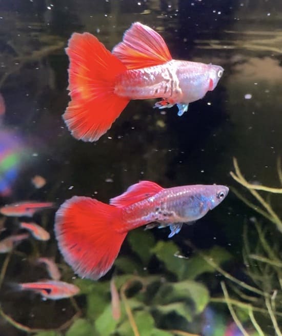 GUPPY SHOW RED METAL SNAKESKIN