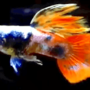 GUPPY TIGER RED MAGENTA