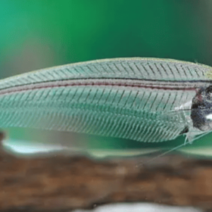 KRYPTOPTERUS BICIRRHIS PESCE SCHELETRO